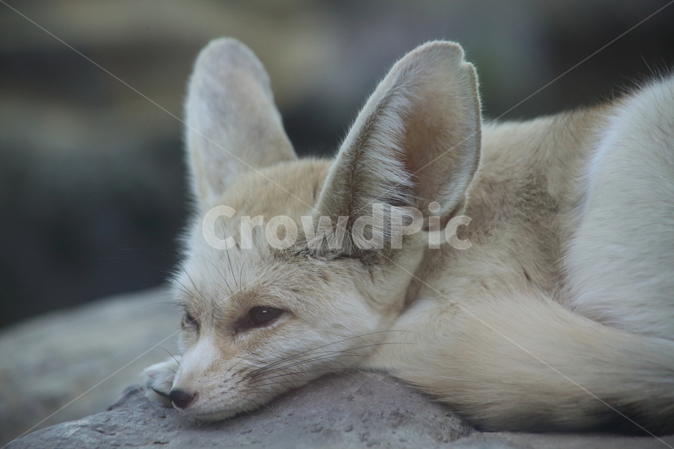여우,사막여우,포유류,동물,fox,동물,animal,포유류,mammal