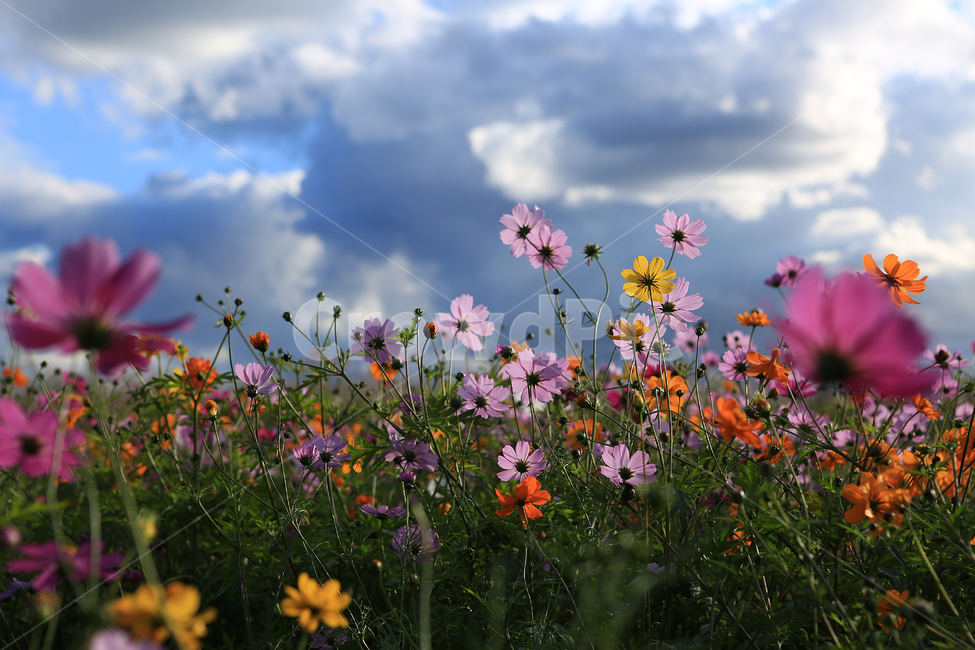 가을,꽃,코스모스,하늘공원,하늘,구름,fall,flower,cosmos,park,sky,cloud,가을,계절,fall,autumn,season,식물,자연,plants,nature,꽃,flower,outdoors,옥외,grassland,목초지,field,들