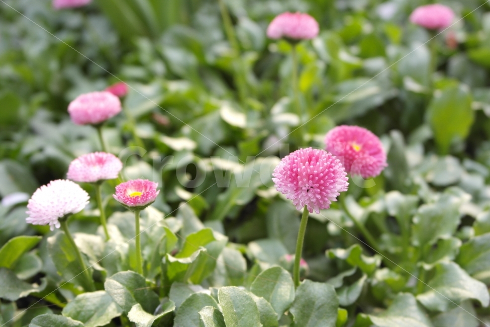 꽃,데이지,Bellisperennis,식물,속씨식물,쌍떡잎식물,flower,plant,beautifulflower,prettyflower,pure,순수,Campanulales,국화과,Compositae,Angiospermae,Dicotyledoneae,초롱꽃목,truedaisy,Englishdaisy,daisy,식물,자연,plants,nature,꽃,flower