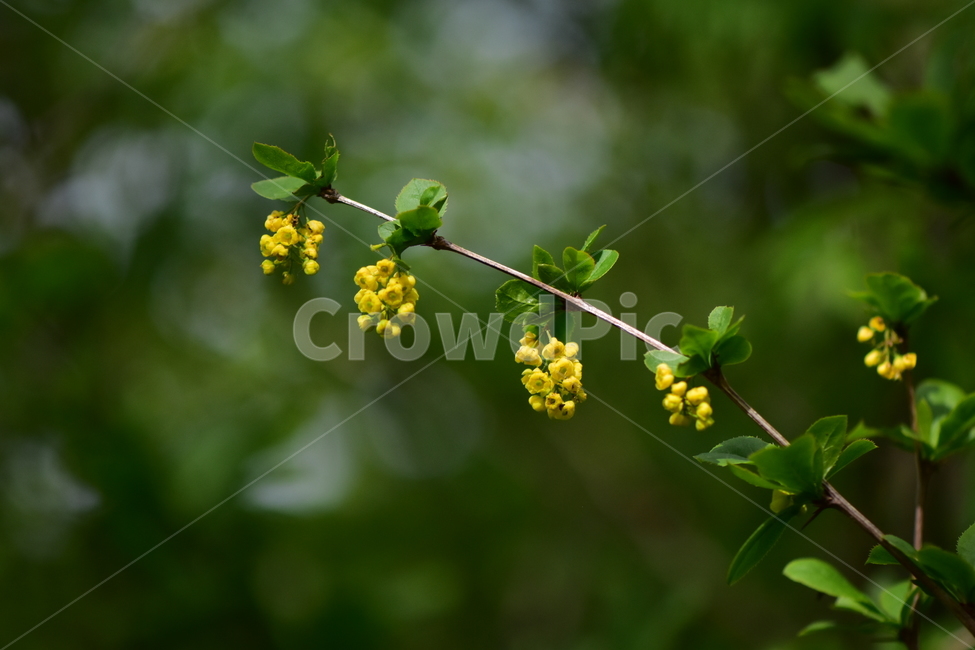 매발톱나무,야생화,꽃,식물,자연,생태,플라워,wildflower,flower,plants,nature,season,감성,느낌,emotion,feeling,나무,tree