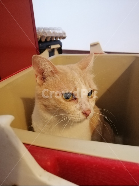 고양이,동물,cat,kitten,반려묘