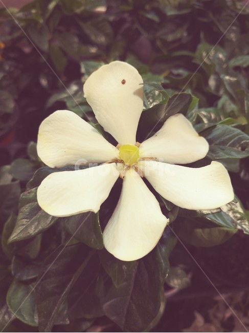 흰색,꽃잎,꽃,초록,자연,식물,자연,plants,nature,꽃,flower