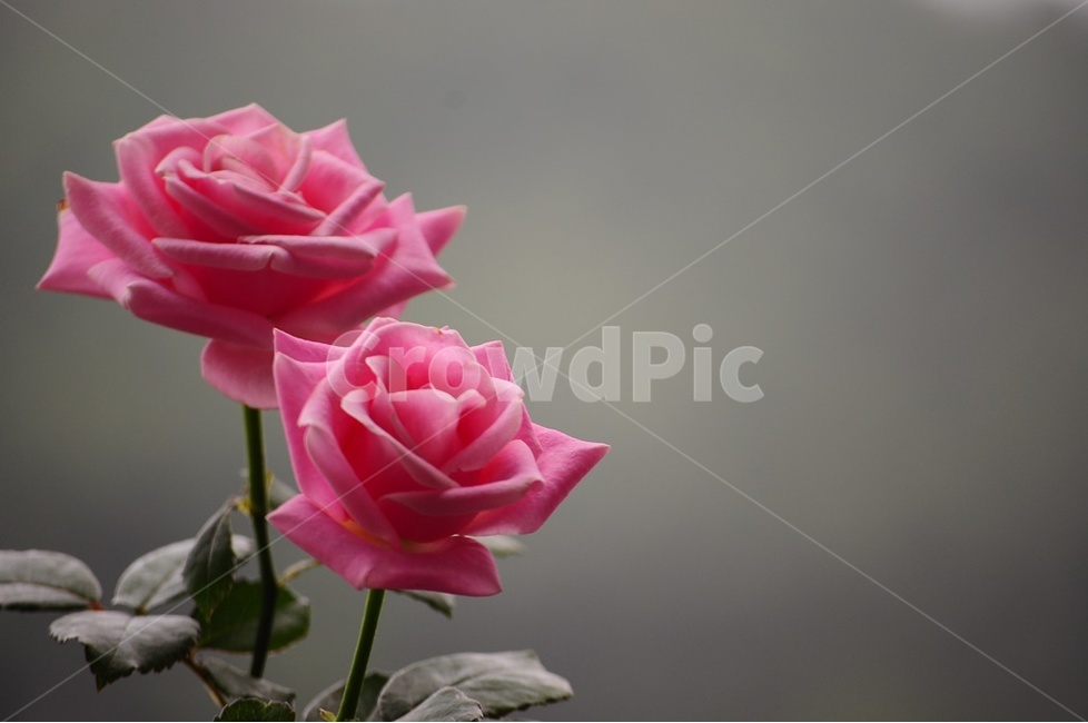 장미,미니장미,겨울장미,넝쿨장미,장미꽃,식물,자연,plants,nature,꽃,flower