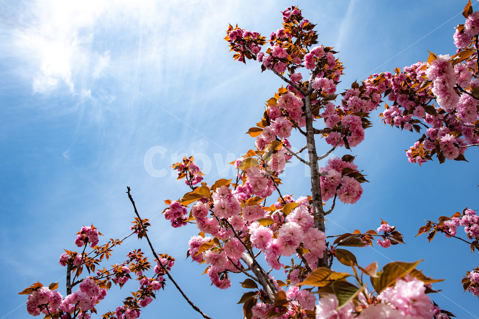 봄,하늘,구름,푸름,파란,blue,sky,flower,꽃,분홍,봄꽃,spring,계절,사쿠라,벚꽃,접벚꽃,접사쿠라,왕벚꽃