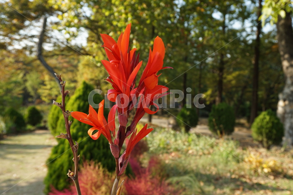 자연,식물,꽃,flowers,red,가을,계절,fall,autumn,season,식물,자연,plants,nature,plant
