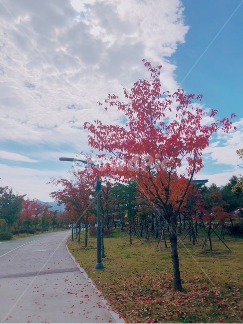 가을,단풍,하늘,길,거리,산책