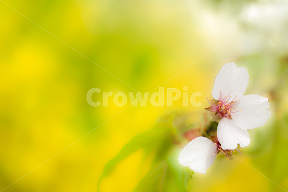 봄,감성사진,꽃,꽃잎,노랑,초록,식물,자연,plants,nature,꽃,flower