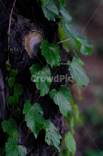 나무,자연,아름다움,초록,정결,나뭇잎,tree,nature,beautiful,green,leaf,leaves