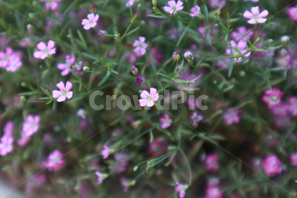 제라늄,식물,planter,꽃,flower,식물,자연,plants,nature,꽃,flower