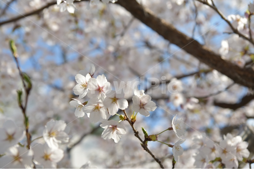 벚꽃,꽃,벚꽃나무,flowers,cherryblossoms
