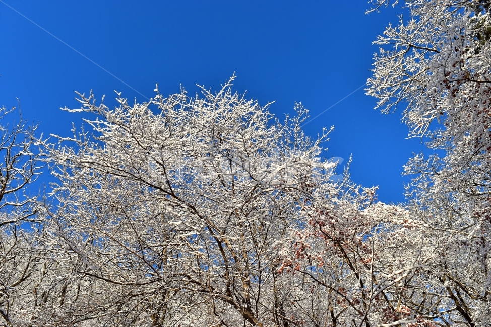 북한산,국립공원,설산,설경,눈,눈꽃,서울,도심지,명산,겨울,여행,국내여행,Seoul,Korea,National,Park,풍경,크리스마스,성탄절,화이트크리스마스,눈꽃풍경,비경,산행,등산,100대명산,기암,바위산,겨울,계절,winter,season,자연,풍경,nature,landscape,식물,plants,나무,trees,wood,outdoors,옥외,snow,frost,서리
