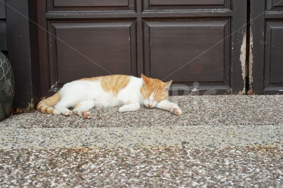 잠자는고양이,고양이,길고양이,동물,잠,동물,animal,포유류,mammal,고양이,cat,kitten,kitty,휴식,힐링,rest,relaxation,healing