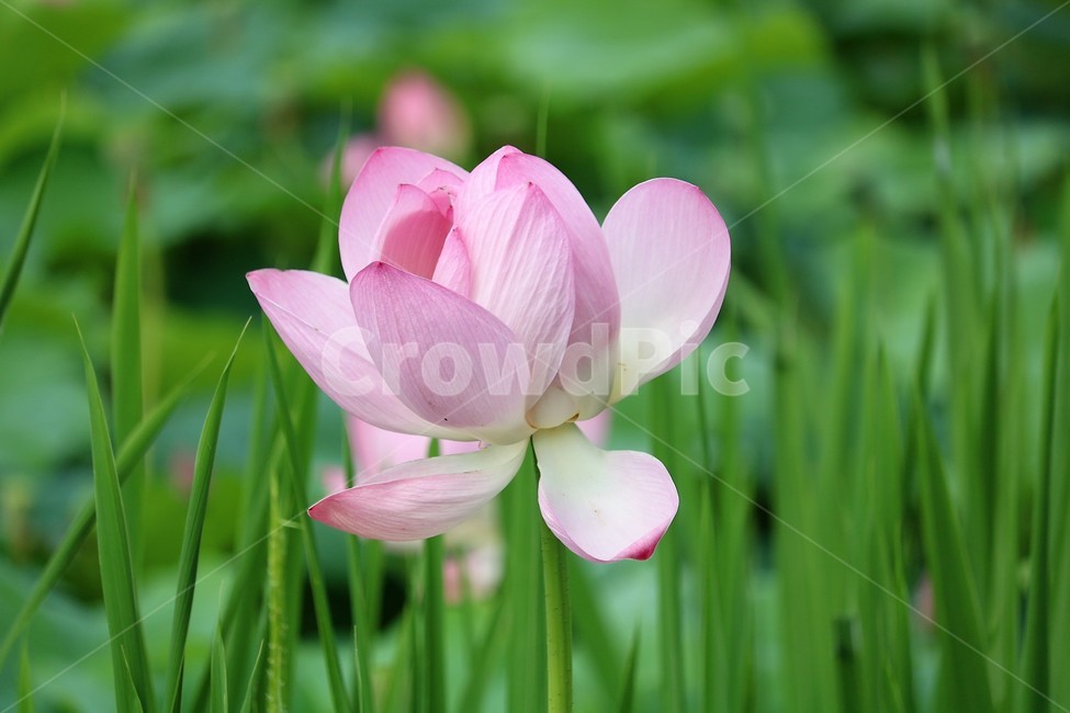 plant,식물,꽃,flower,연꽃,식물,자연,plants,nature,꽃,flower