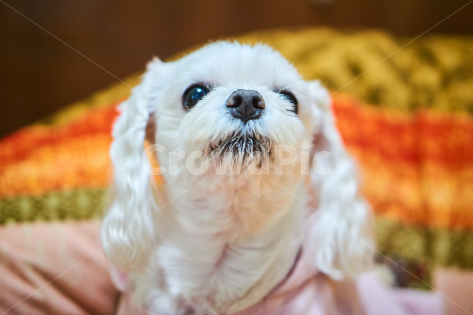 개,강아지,말티즈,마르티스,동물,댕댕이,애니멀,animal,말티스,마르티즈,pet,dog,nature,자연,동물보호,동물,animal,포유류,mammal,개,강아지,dog,doggy