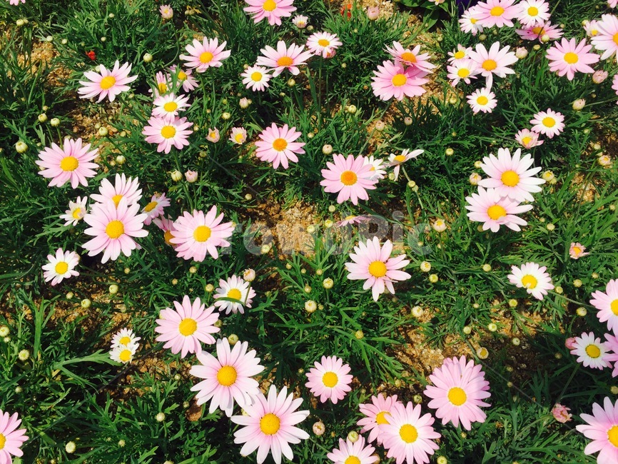꽃,들꽃,코스모스,꽃밭,분홍꽃,식물,자연,plants,nature,꽃,flower