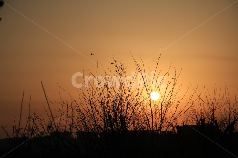 저녁놀,일몰,나무,참새,새,자연,풍경,nature,landscape,실루엣,그림자,silhouette,shadow,plant,식물,grass,잔디,outdoors,옥외,sky,하늘