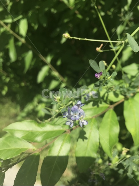 식물,꽃,자연,flower,여름,파란색꽃,식물,자연,plants,nature,꽃,flower