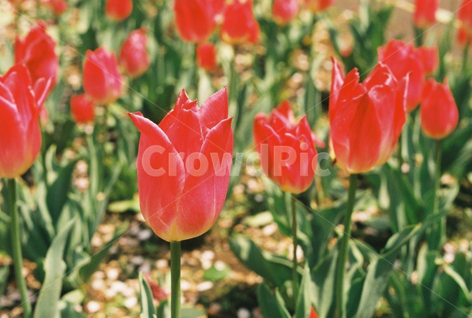 꽃,튤립,빨간색,flower,식물,꽃밭