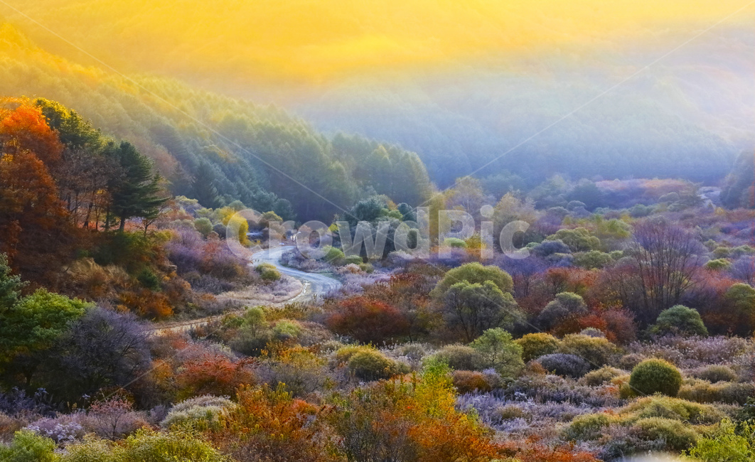 자연,풍경,계절,가을,단풍,단풍철,추경,만추,공원,정원,비밀의정원,시크릿,시크릿공원,울긋불긋,안개,새벽,빛,햇빛,운해,길,오솔길,산,painting,그림,nature,outdoors,옥외,가을,계절,fall,autumn,season,자연,풍경,nature,landscape,한국자연풍경,한국자연경관,korea nature landscape,art,미술