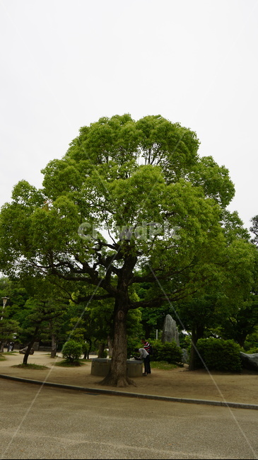 plant,식물,tree,나무,treetrunk,나무줄기,person,사람,human,인간