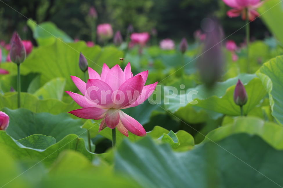 연꽃,여름,축제,불교,식물,분홍색,근접촬영,연잎,lotus,부여,궁남지,충남,정원,초록,자연,식자재,식물,자연,plants,nature,꽃,flower