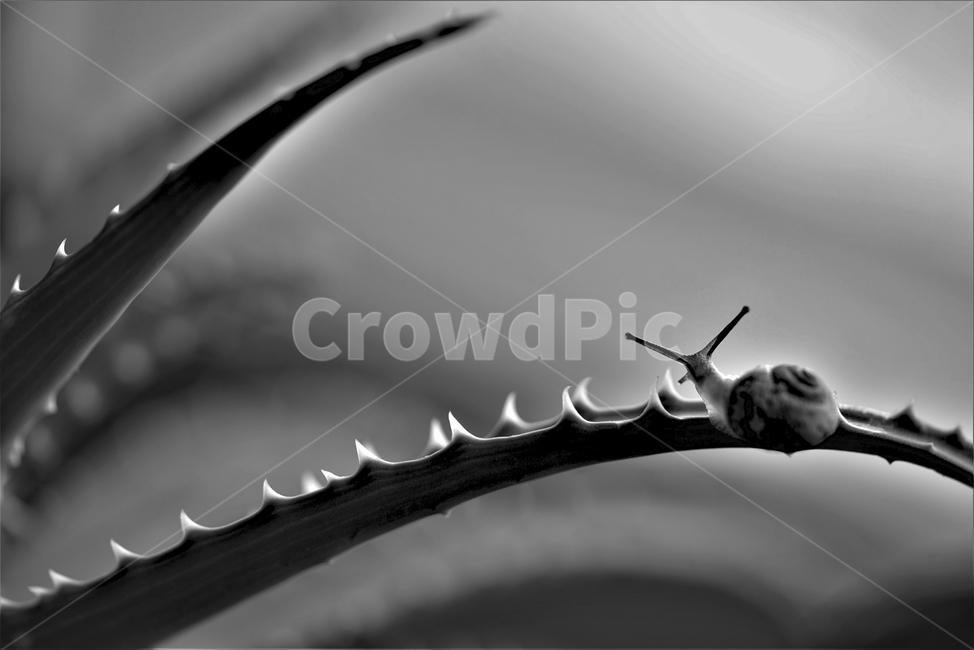 달팽이,알로에가시,가시길,험한여정,험한길,흑백,모노톤,monochrome,black and white