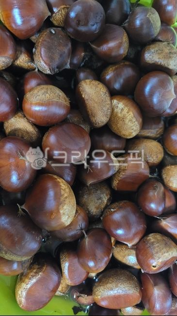 밤, 열매, 갈색, chestnut, fruit, 사진,이미지,일러스트,캘리그라피 - 푸딩푸딩젤리작가