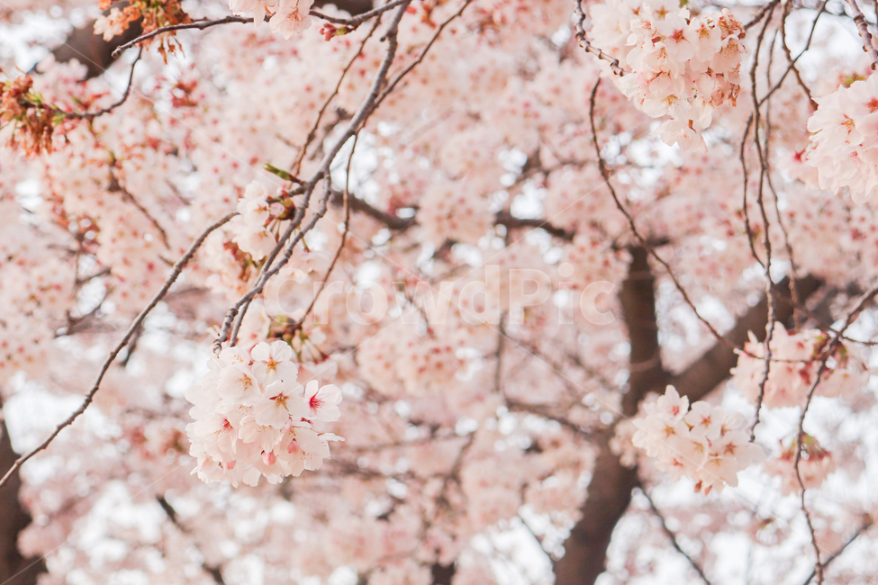 벚꽃,봄,plant,cherryblossom,blossom,flower,꽃,식물