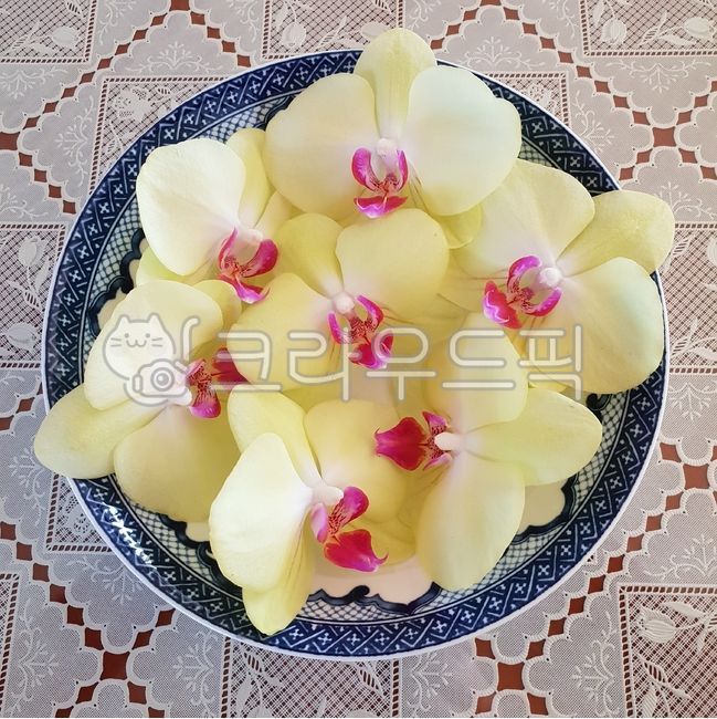 난초,난,난꽃,호접란,팔레놉시스,phalaenopsis,서양란,mothorchid,orchid,나비모양꽃,봄,꽃,flower,blossom,봄꽃,노랑,노란색,분홍,핑크,분홍색,petal,꽃잎,색깔,색상,색채,색감,color