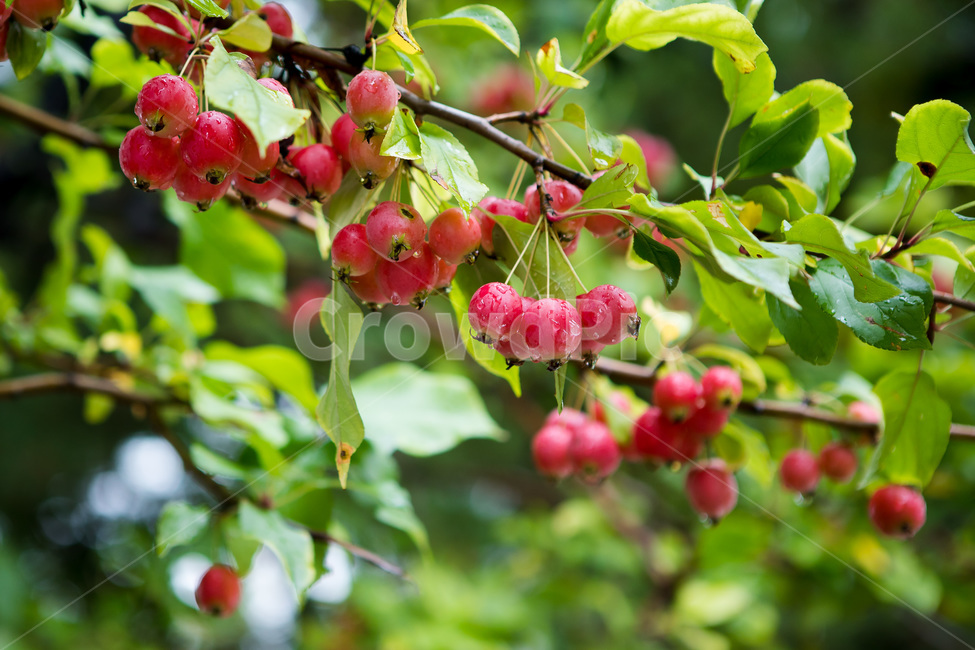 사과,과일,꽃사과,food,과수원,음식,시즌,계절,달콤,새콤,주렁주렁,과일,열매,fruit