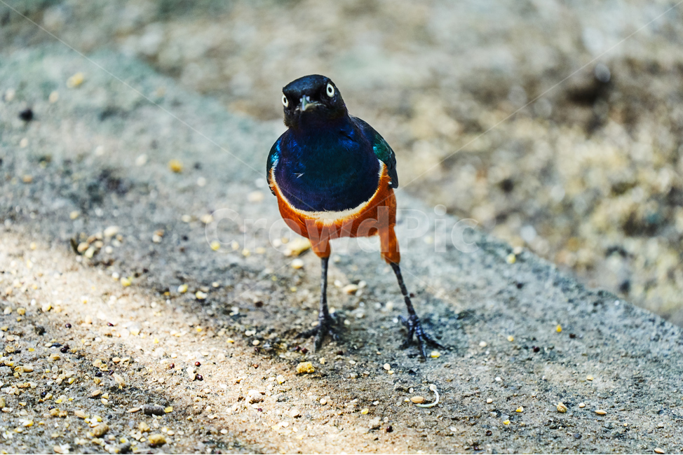 새,조류,깃털,부리,아름다운,동물,animal,조류,새,birds
