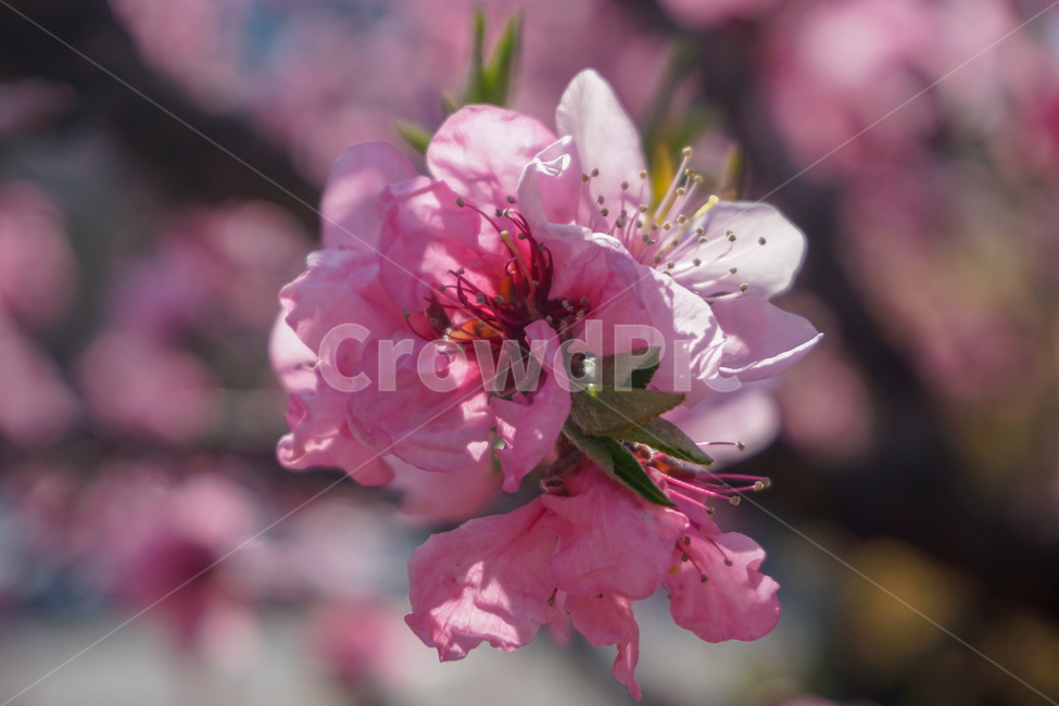 꽃,봄,아웃포커싱,분홍꽃,봄꽃,봄,계절,spring,season,식물,자연,plants,nature,꽃,flower,plant