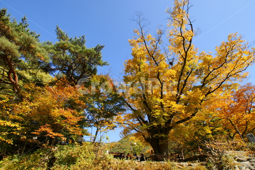 가을,단풍,느티나무,푸른하늘,달궁계곡,가을,계절,fall,autumn,season,자연,풍경,nature,landscape,tree,나무,plant,식물,tree trunk,나무 줄기