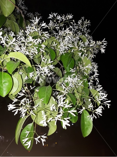 꽃,벚꽃,흰꽃,씨앗,아름다움,식물,자연,plants,nature,꽃,flower
