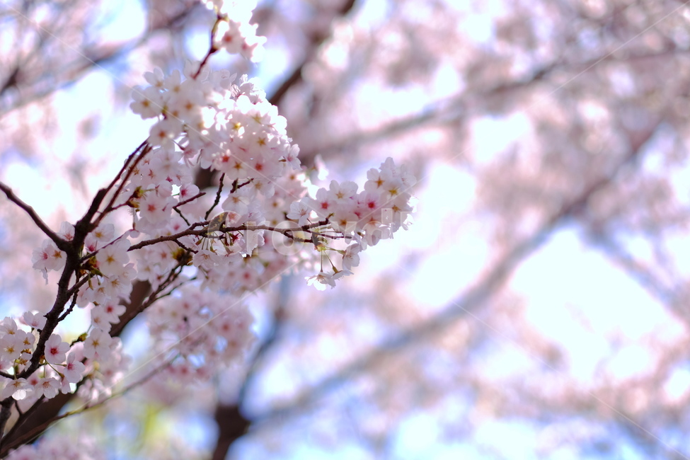 plant,식물,벚꽃,벚꽃잎,벚꽃나무,벚나무,봄,계절,spring,season