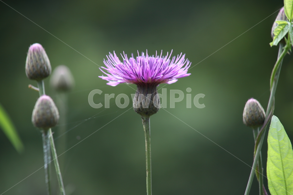 산비장이,큰산나물,꽃,여름,mountaincoronatesawwort
