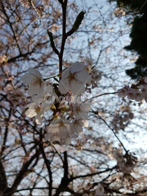 벚꽃,벚꽃모양,봄꽃,봄,벚나무,cherryblossoms