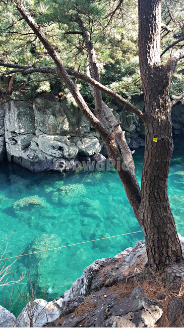 쇠소깍,자연,nature,물,water,outdoors,옥외,나무,tree,plant,식물,treetrunk,나무줄기