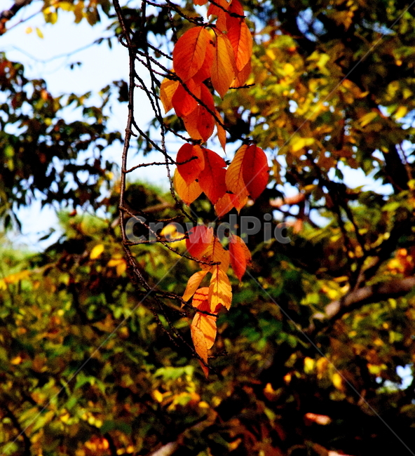 가을,단풍,경치,낙엽,색갈,조화,아름다움,힐링,가을,계절,fall,autumn,season,식물,자연,plants,nature,leaf,잎,plant,tree,나무