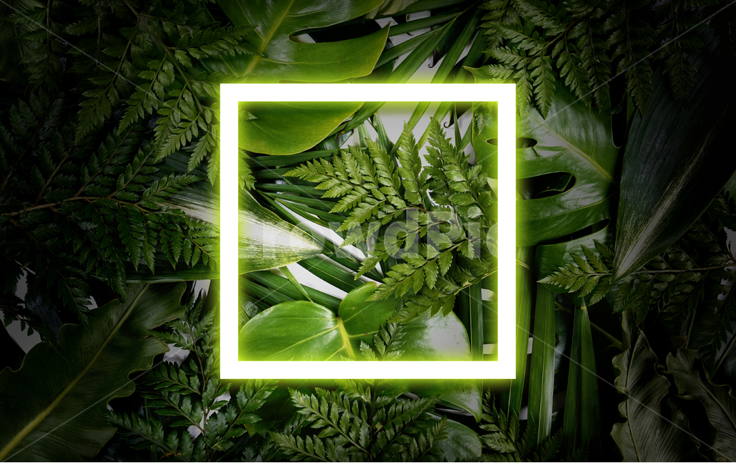 prepare,neon,Botanical Frame,Botanical,Tropical,leaf,summer,neon frame,background image,palm tree,reversal,Neon,light,background,tropics,plant,neon sign,jungle,frame,Photo Frame