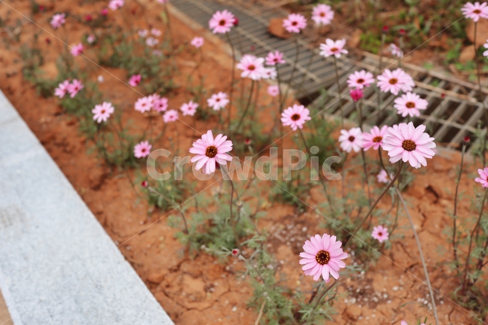 pink,꽃,자연,봄,spring,식물,자연,plants,nature,꽃,flower