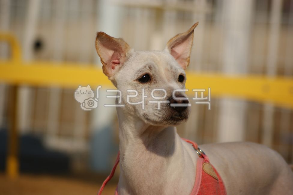 개,강아지,시고르자브종,얼굴,표정,클로즈업,흰색,눈,코,귀,반려동물,반려견,애완견,애완동물,포유류,동물