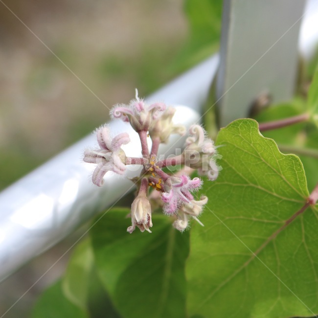 꽃,식물,분홍,초록,flower,hana,plants,shokubutsu,pink,pinku,green,midori,식물,자연,plants,nature,꽃,flower