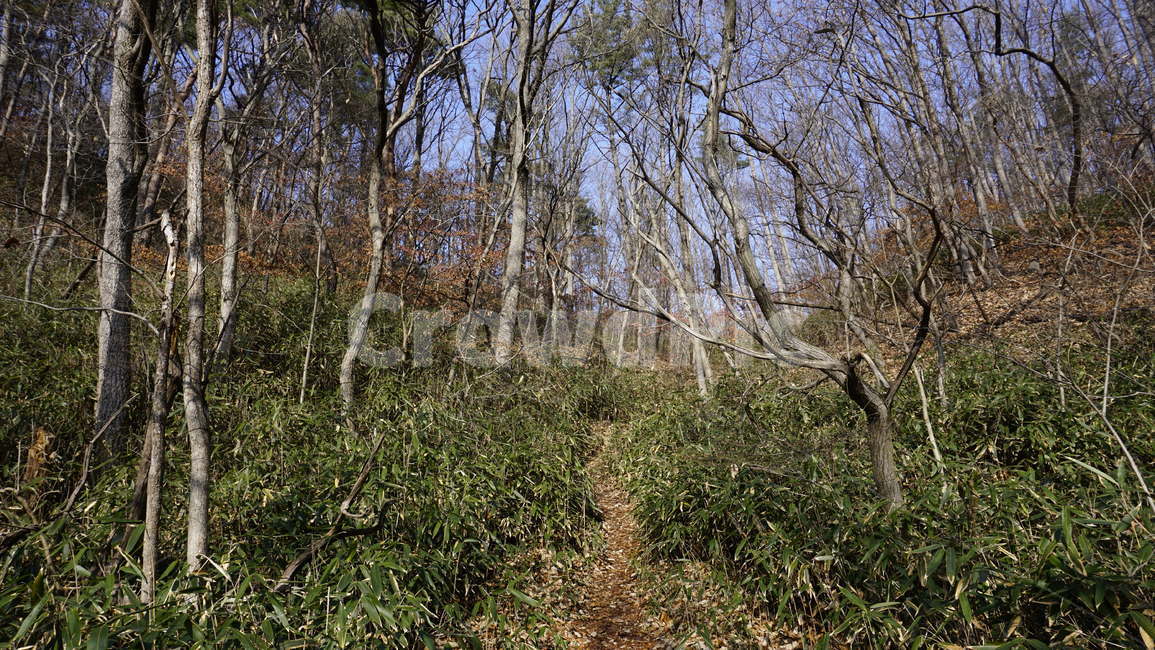 초입,산,나무,봄,바위