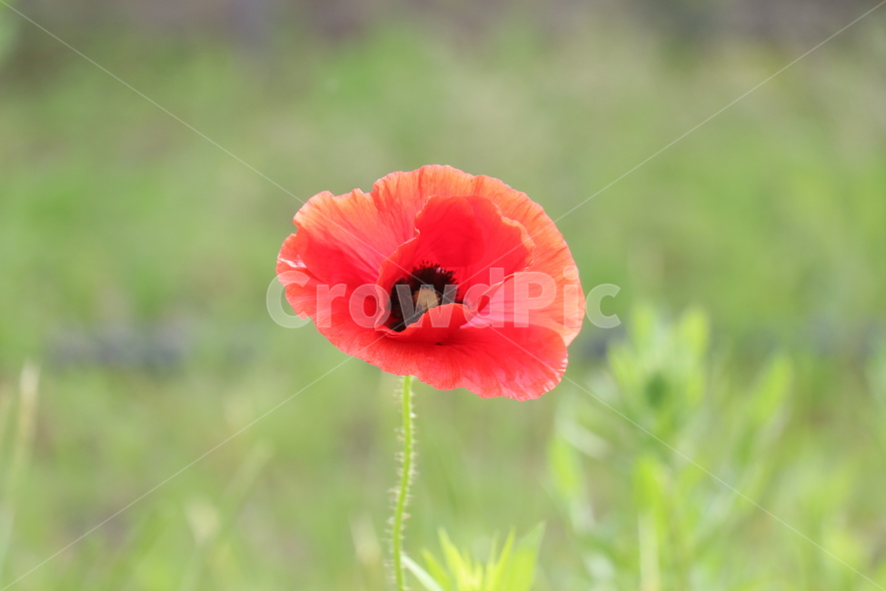 양귀비,양평,꽃,식물,자연,flower,beautiful,감성,두물머리,식물,자연,plants,nature,꽃,flower