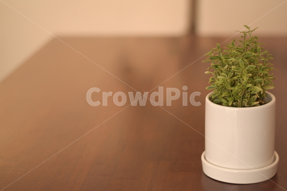 꽃,화분,조명,카페,맛집,인테리어,핫플레이스,감성,flower,cafe,interior,spotlight,식물,자연,plants,nature,실내디자인,design,sensible,feeling,실내용화초,화분,화초,house plant