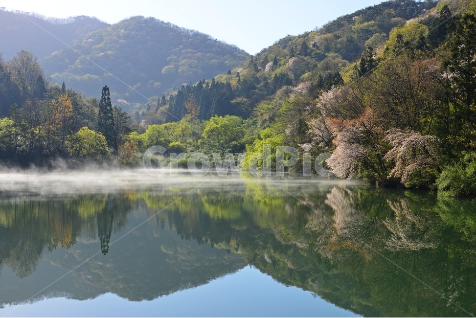 화순세량지,화순,세량지,세량지봄,벚꽃,물안개,반영,nature,자연,outdoors,옥외,water,물,plant,식물,fir,전나무,tree,나무,봄,계절,spring,season,자연,풍경,nature,landscape