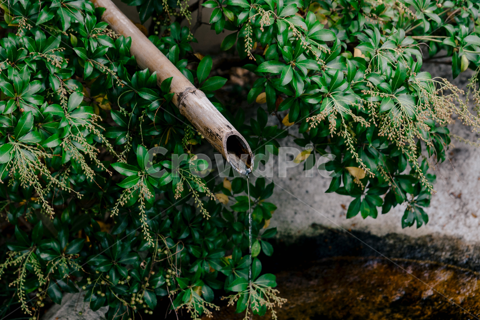 대나무,물,대나무물,대나무연못,일본,신사,식물