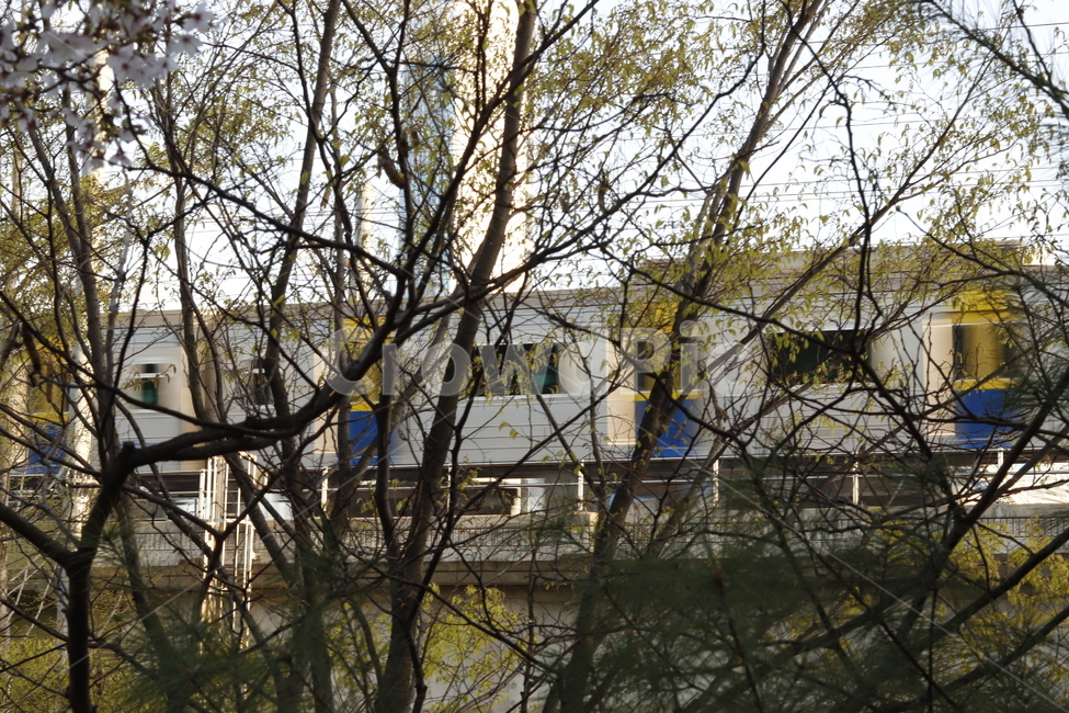 수인선,열차,나무,나뭇가지,지하철,색감,tree,leaf,train,feeling,color,coloroffeeling,분위기