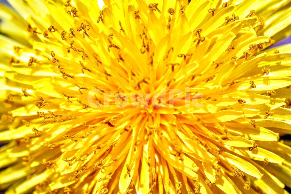 민들레,dandelion,식물,꽃,flower
